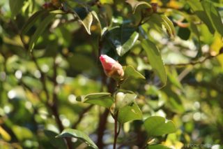 ドウダンツツジの冬芽はただ今休眠中 ぶらり散歩で